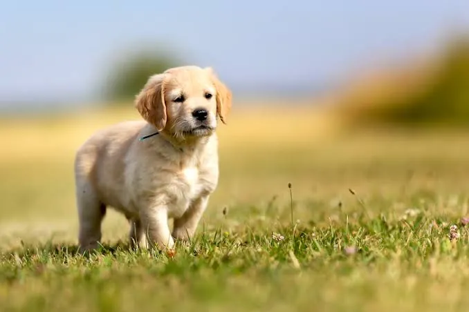 A golden retriever puppy walking across a sunlit lawn.